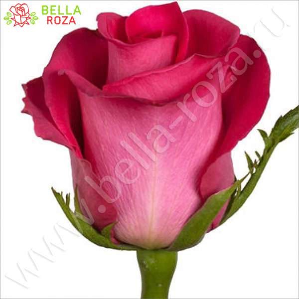 Роза-Топаз-600x600.jpg