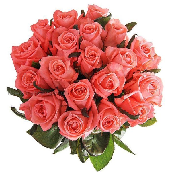 25 розовых роз Анна Карина 100 см