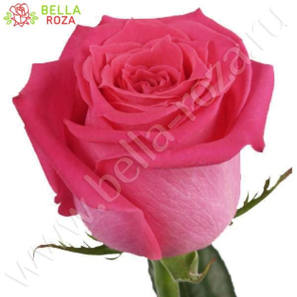 roza-pink-floid-pink-floyd-a5715-600x600 (1).jpg