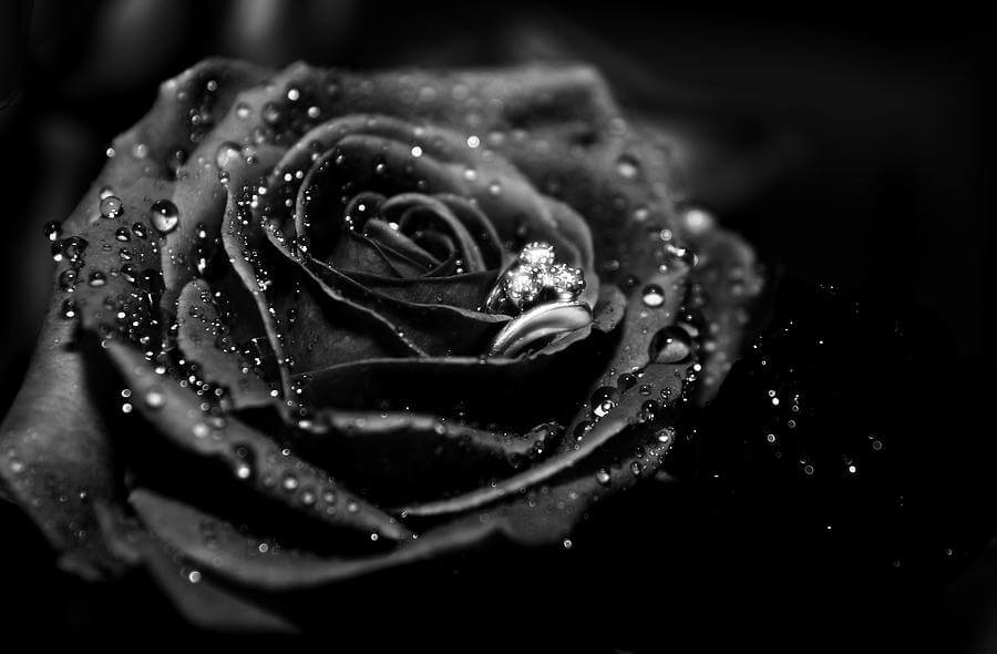Фото Цветов Черных Роз