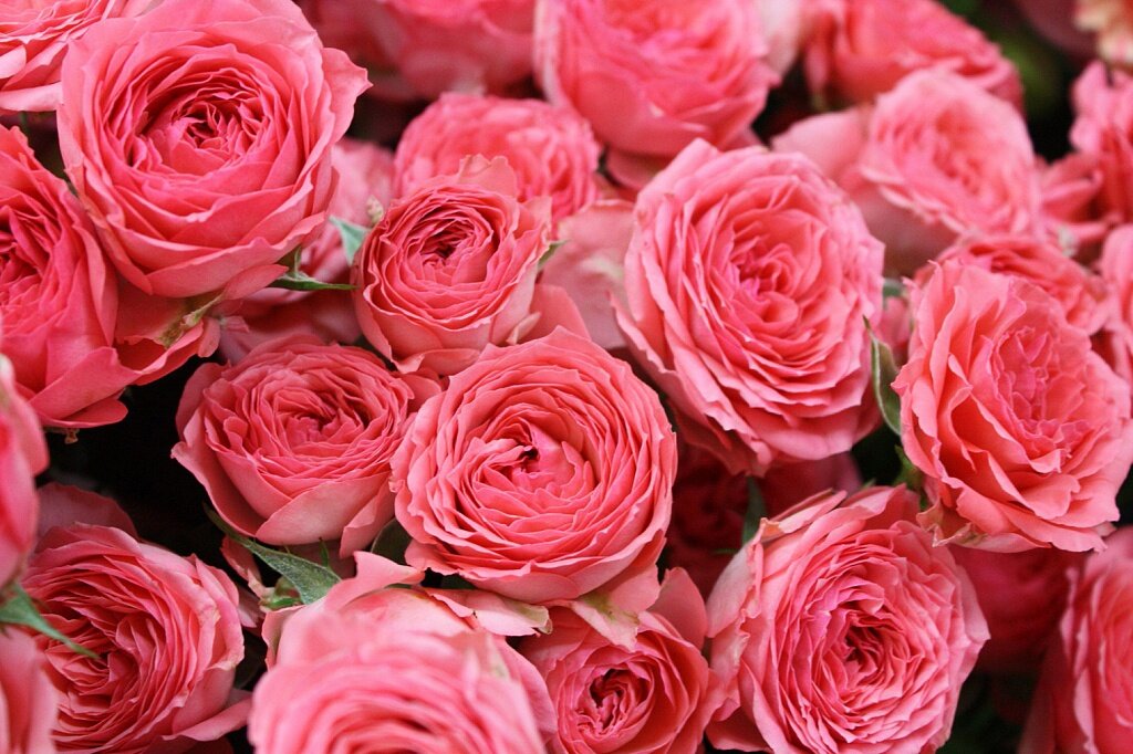 Что обозначает цветок розы магазин флер