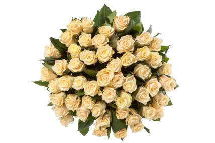51 роза кремовая Талея 70 см "Магия" купить в Москве по цене 3990 руб с доставкой - Bella Roza