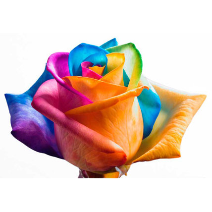 Радужные розы поштучно (любое количество) 70-80 см купить в Москве по цене 180 руб с доставкой - Bella Roza
