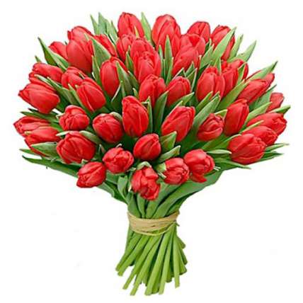 Тюльпаны красные 75 шт  купить в Москве по цене 4490 руб с доставкой - Bella Roza