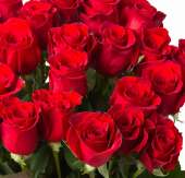 25 красных роз Фридом 100 см