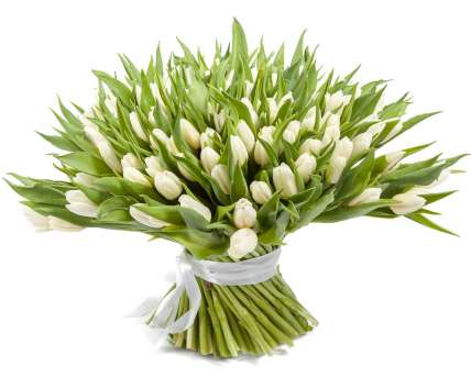151 белый тюльпан купить в Москве по цене 11999 руб с доставкой - Bella Roza