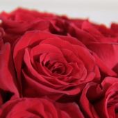Розы в шляпной коробке Grand "Красные"