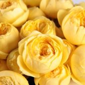 Желтые розы в шляпной коробке «Каталина»