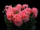 21 розовых роз Анна Карина 100 см