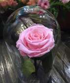 Нежно-розовая роза в колбе