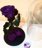 Фиолетовая роза в колбе