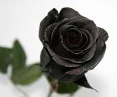 25 натуральных черных роз 70-90 см