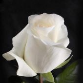 101  белая метровая роза (100 см)