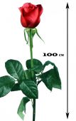 75 красных роз Фридом 100 см