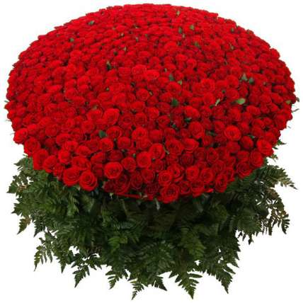 501 красная роза купить в Москве по цене 29900 руб с доставкой - Bella Roza