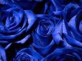 Букет из 51 натуральной синей розы  "Скай" 70-90 см