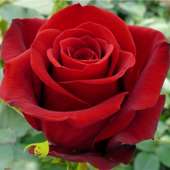201 гигантская Красная роза 170 см