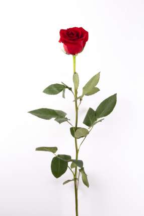 Розы 100 см поштучно (любое количество) купить в Москве по цене 170 руб с доставкой - Bella Roza