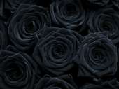 7 натуральных черных роз 70-90 см