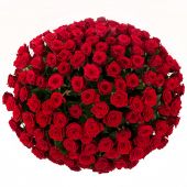 201 красная роза в корзине гран при " Мои чувства" 70 см