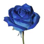 7 натуральных синих роз 70-90 см