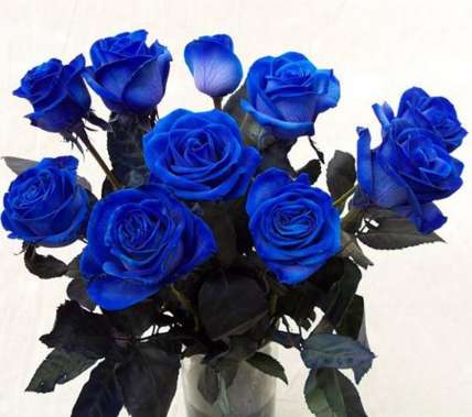 7 натуральных синих роз 70-90 см купить в Москве по цене 1500 руб с доставкой - Bella Roza