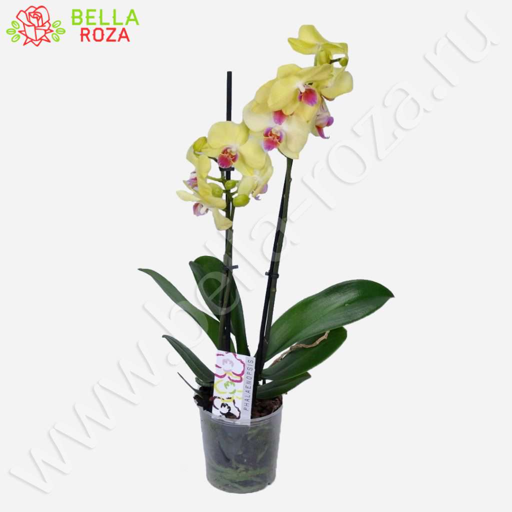 Цветы орхидея купить в москве цветы подарки для мужчин
