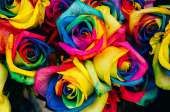 101 радужная и синяя роза микс 70-90 см