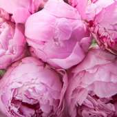 Букет из 19 розовых пионов Сара Бернар