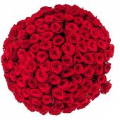 101 красная роза "Люкс" 70см