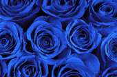 Букет из 101 натуральной  синей  и белой розы " Аваланш" 70-90 см
