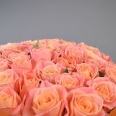 101 роза Мисс Пигги 70 см
