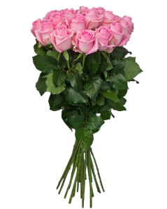 Розы 160 см поштучно (любое количество) купить в Москве по цене 500 руб с доставкой - Bella Roza