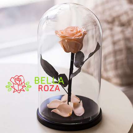 Персиковая роза в колбе купить в Москве по цене 2190 руб с доставкой - Bella Roza