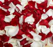 Лепестки роз красные и белые
