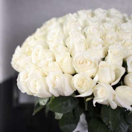 75 белая роза Проуд 100 см купить в Москве по цене 15000 руб с доставкой - Bella Roza