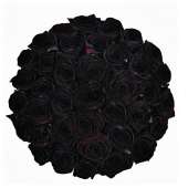 25 натуральных черных роз 70-90 см