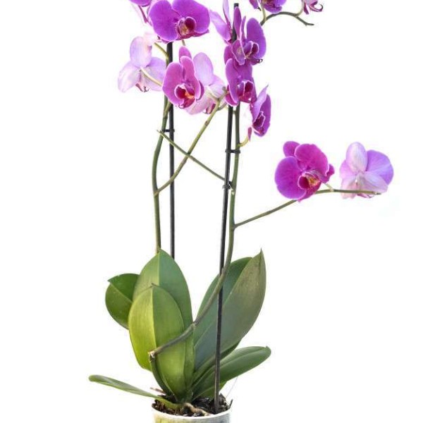 нежно розовая орхидея фаленопсис в горшке