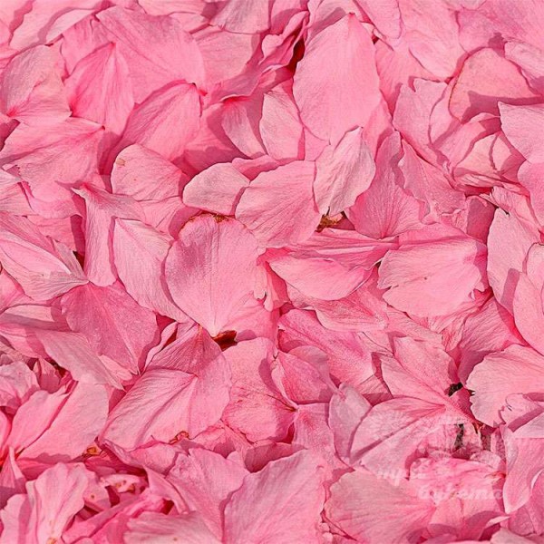 rozovye-lepestki-roz.jpg