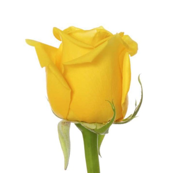 rose-yellow-high_and_exotic-1r1.jpg