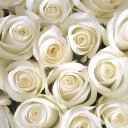 Roses_Closeup_White_512607_2048x1152.jpg