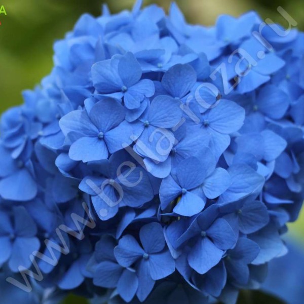 blue-hortensia-4305527_1280.jpg